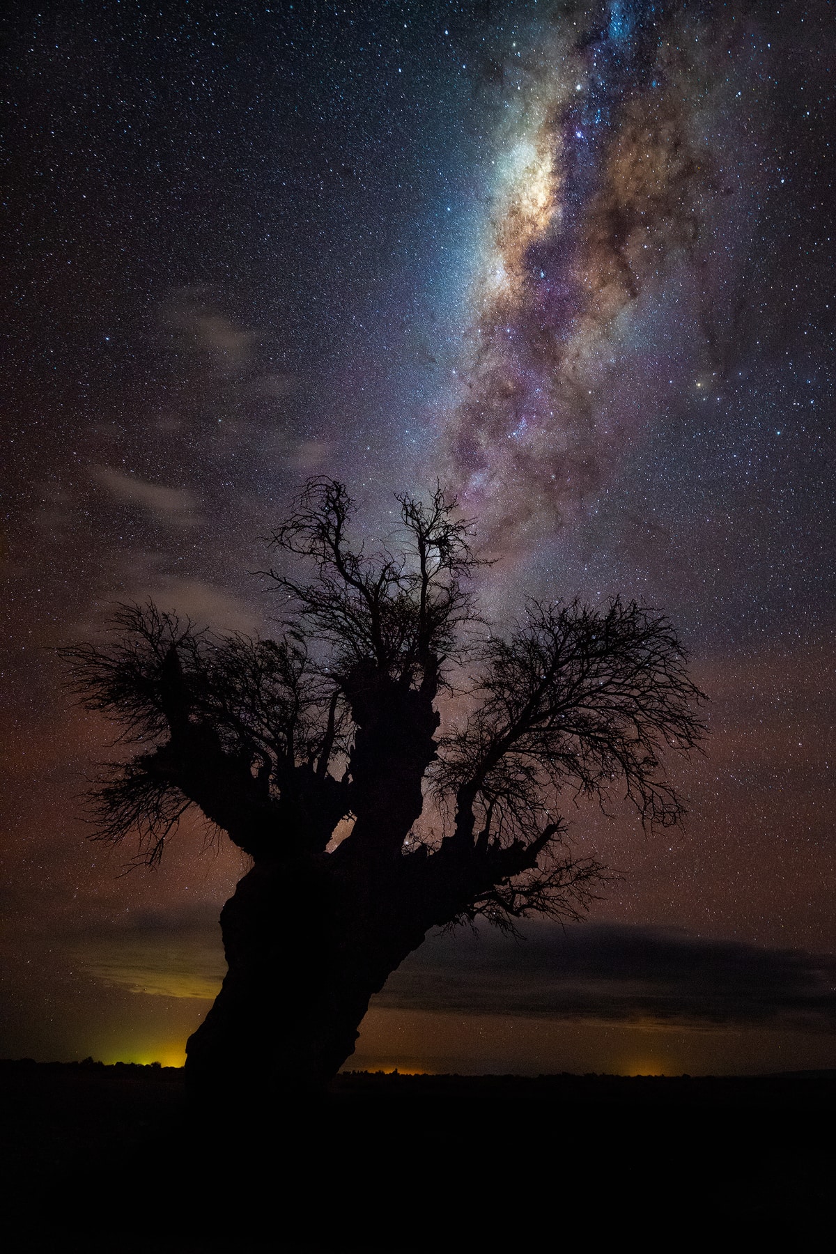 Algarrobo and Milky Way in the Salar de Atacama, Antofagasta Region.